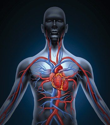 cardio body blood vessels