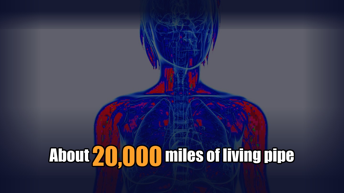 About 20,000 miles of living pipe — the human vascular system